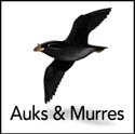 Auks & Murres