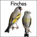 Finches