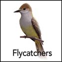 Flycatchers
