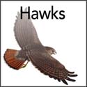 Hawks