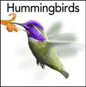 Hummingbirds