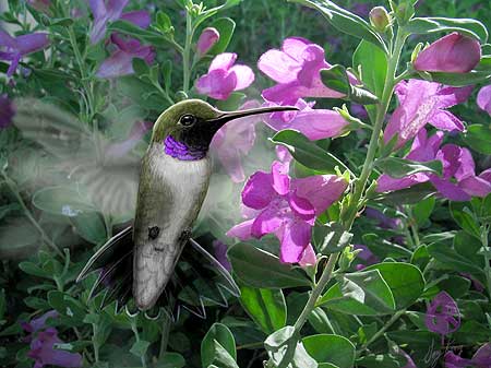 Black-chinned Hummingbird