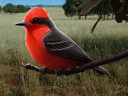 Vermilion-Flycatcher