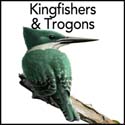 Kingfishers & Trogons