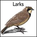 Larks