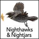 Nightjars