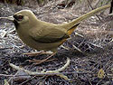 Abert's Towhee