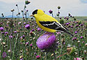 American Goldfinch