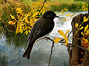 Black Phoebe