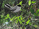 Black-capped Gnatcatcher