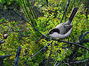 Black-tailed Gnatcatcher