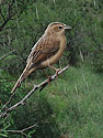 Botteri's Sparrow