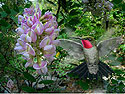 Broad-tailed Hummingbird