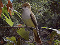 Brown-crested-Flycatcher