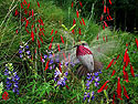 Calliope Hummingbird