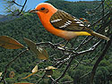 Flame-colored Tanager