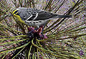 Grace's Warbler