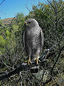 Gray Hawk