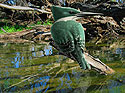 Green Kingfisher