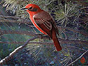 Hepatic Tanager