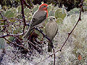 House Finches