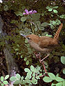 House Wren