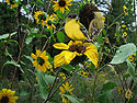 Lesser Goldfinches