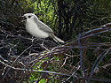 Lucy's Warbler