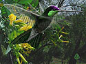 Magnificent Hummingbird