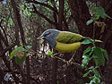 MacGillivray's Warbler