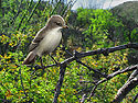 N Beardless Tyrannulet