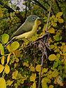 Nashville Warbler