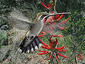 Plain-capped Starthroat