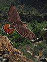 Red-tailed Hawk