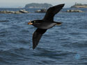 Rhinoceros Auklet