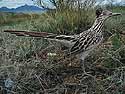 Roadrunner