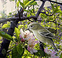 Ruby-crowned Kinglet