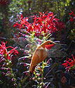 Rufous Hummingbird