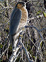 Sharp-shinned Hawk