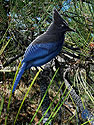 Stellers Jay