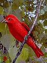 Summer Tanager