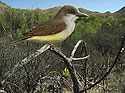 Thick-billed Kingbird