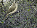 Warbling Vireo