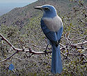 Brown-crested-Flycatcher