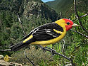 Western Tanager