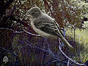 Western Wood-Pewee