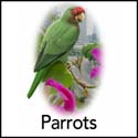 Parrots