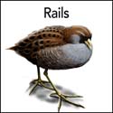 Rails