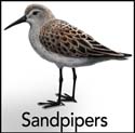 Sandpipers