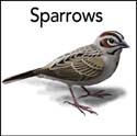 Sparrows